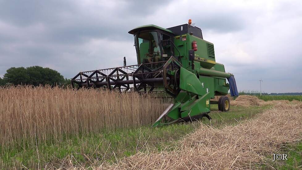 Spelt "Rotkorn" maaidorsen bij het biologisch dynamisch   landbouwbedrijf GAOS