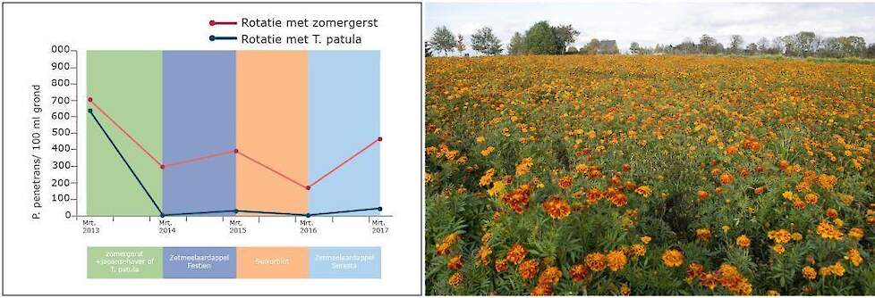 Grafiek: verloop van de besmetting Pratylenchus penetrans (wortellesieaaltje) in een gangbare rotatie met zomergerst + Japanse haver (rode lijn) en een rotatie met Tagetes (blauwe lijn) i.p.v. zomergerst (bron: WUR, 2019)