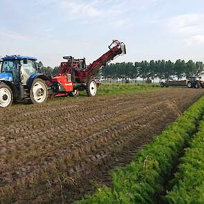 Dit is het tweede jaar dat Van Hal peen teelt. Hij teelt nu 3 hectare. „Als de teelt bevalt, is uitbreiding van het areaal mogelijk”, vertelt hij. Het eerste jaar verliep niet heel goed; zowel de prijs als de opbrengst viel tegen. Dit jaar ziet het er voo