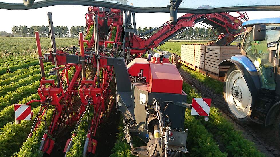 De peen is geteeld op lichte grond, aan de grens met België. „Omdat de grond hier zo licht is, moet je het wel van de primeurpeen hebben.” Het loof van de wortels is nog aardig egaal en goed van kleur, loonwerker Ivo Haartsen. „Dat hebben veel percelen ni