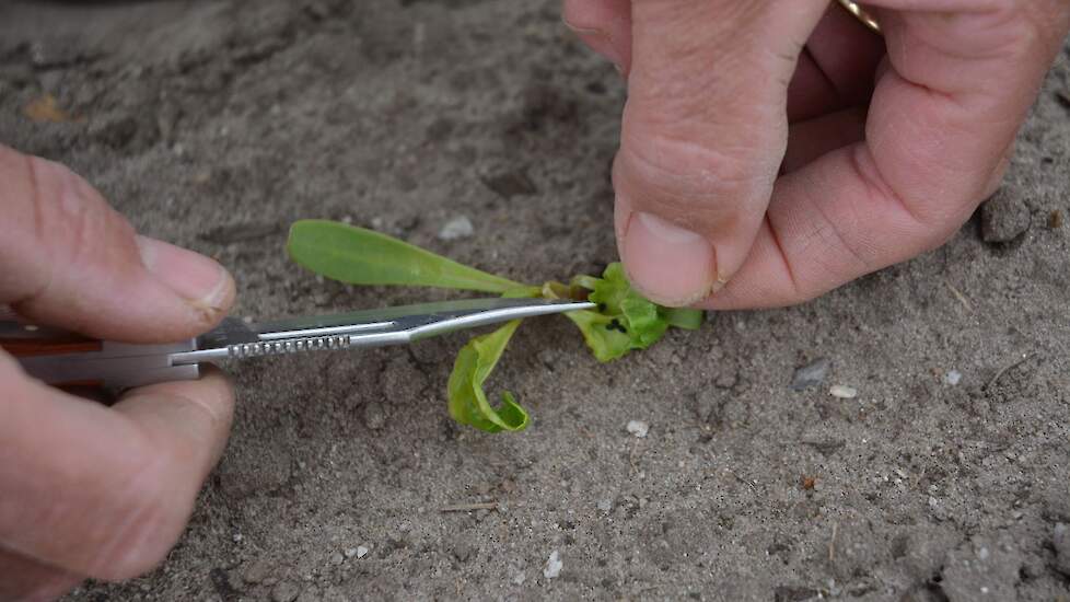 Luizen tellen op een bietenplantje