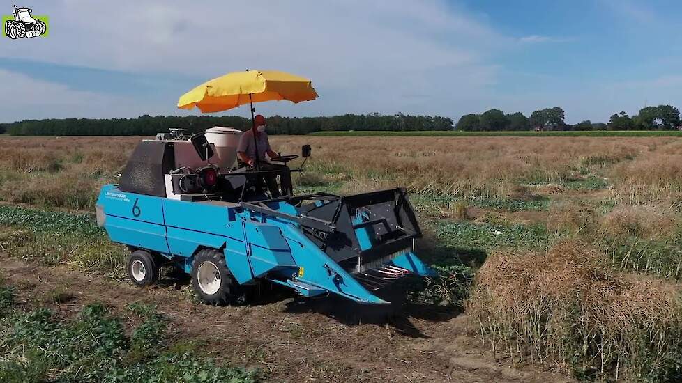 DSV zaden aan het koolzaad veldjes oogsten