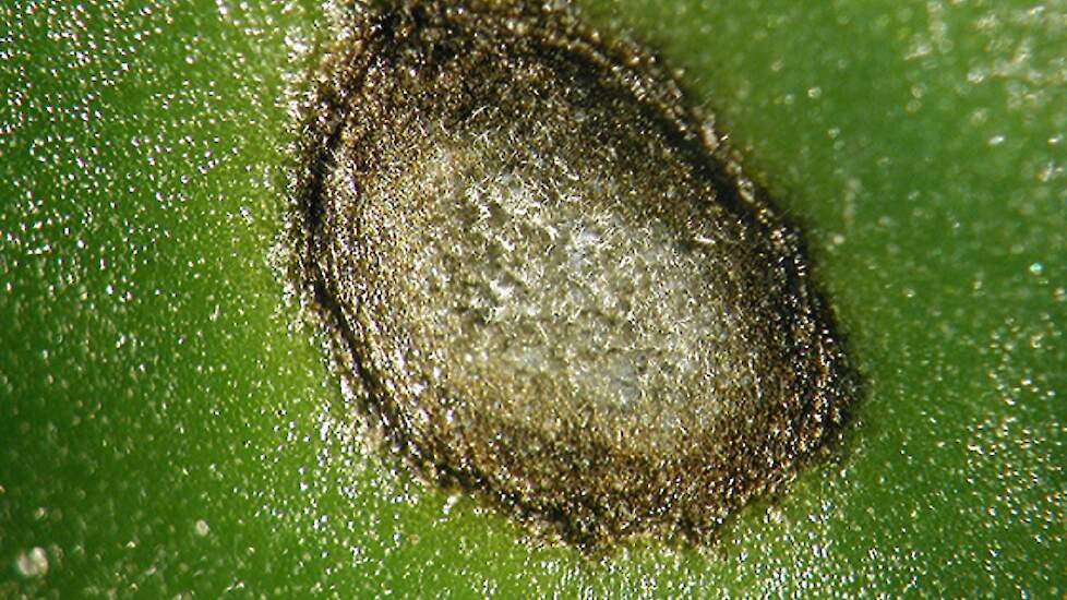 Cercospora op een bietenblad.