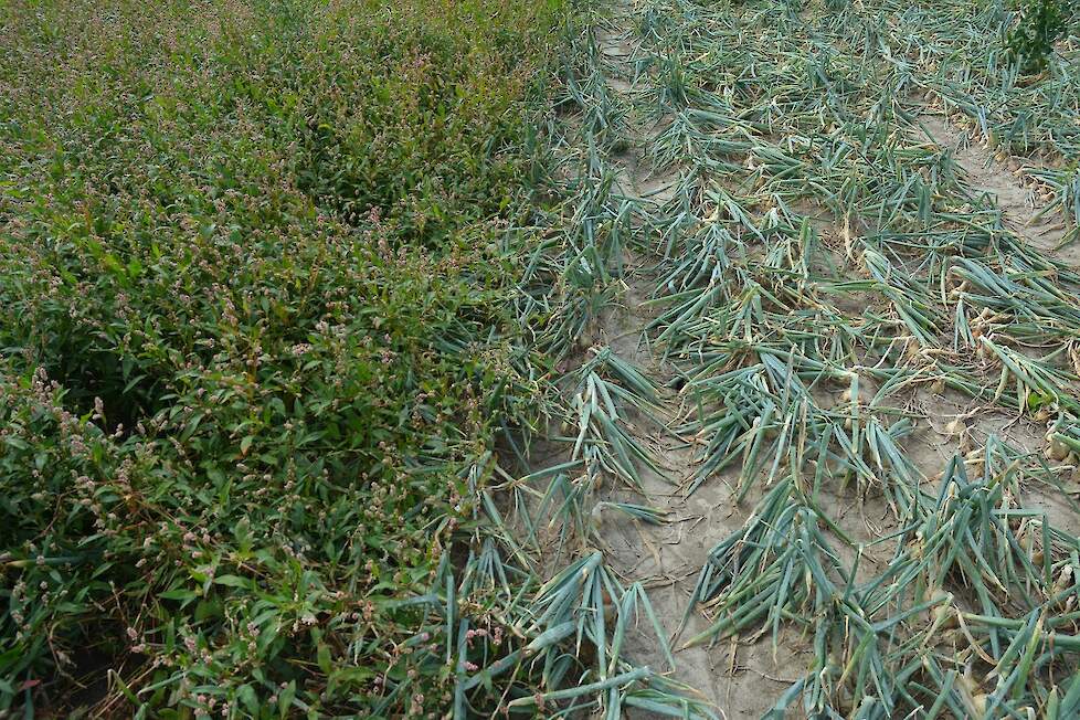 Het contrast tussen niets en iets doen: het onbehandelde veld is overwoekerd door perzikkruid.