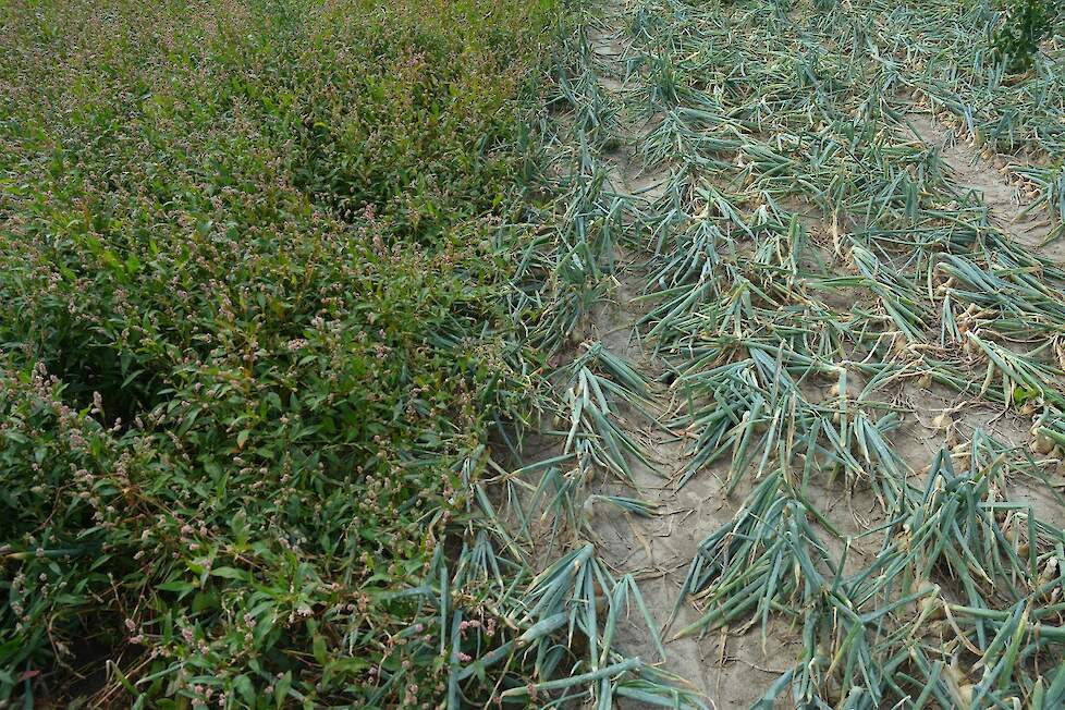 Het contrast tussen niets en iets doen: het onbehandelde veld is overwoekerd door perzikkruid.