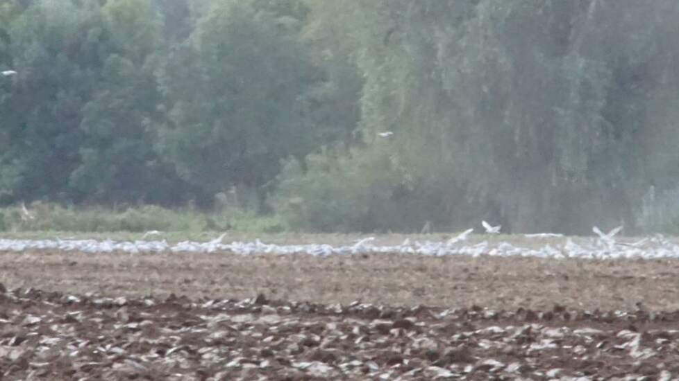20 hectare demo voor TopBodem in de Betuwe