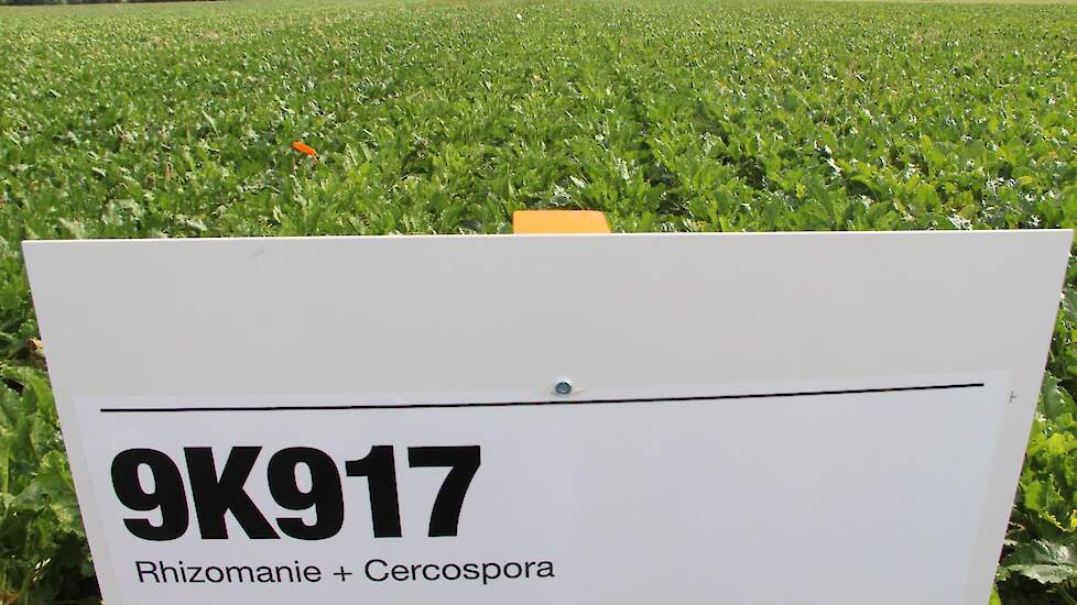 Op proefboerderij Wijnandsrade heeft KWS haar nieuwe bietenras met een verbeterde Cercospora-tolerantie als proef ingezaaid. Dit onder de de naam 9K917,