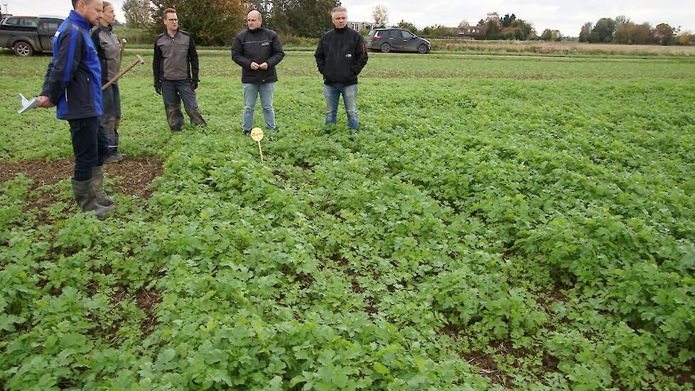 Veldbeoordeling groenbemesters en bodem