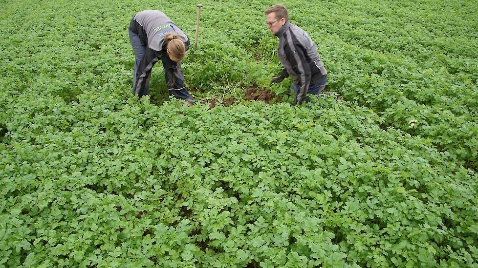 35 kilo groenbemesterzaad egale stand bovengronds