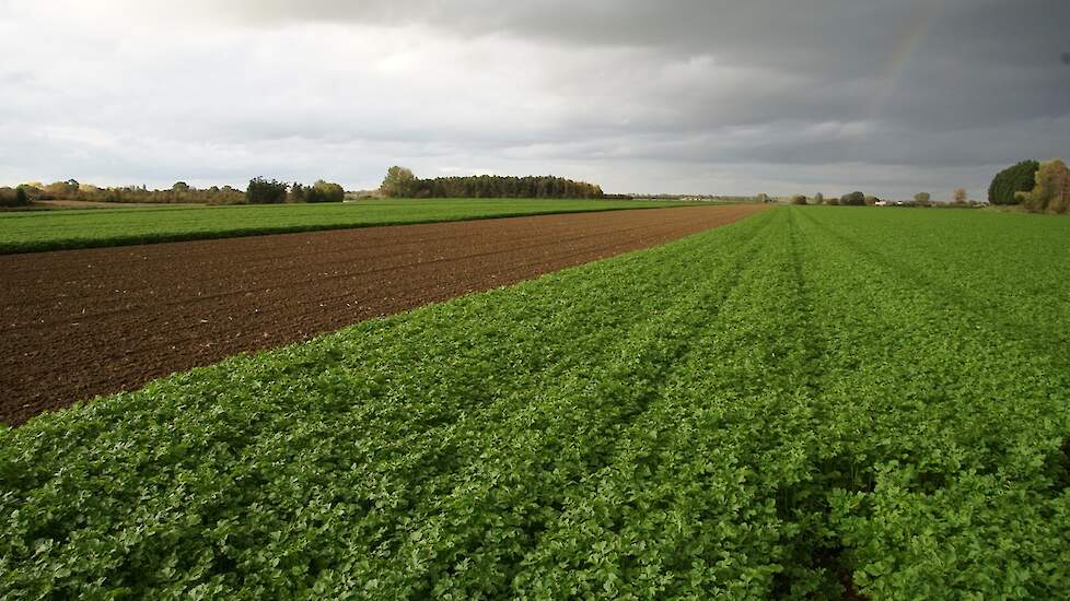 Op zand goed ontwikkelde groenbemester