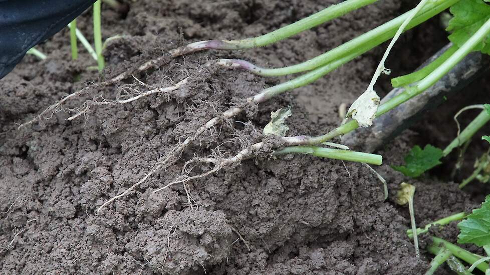 Kleine wortels bij groenbemesters op zanderige grond