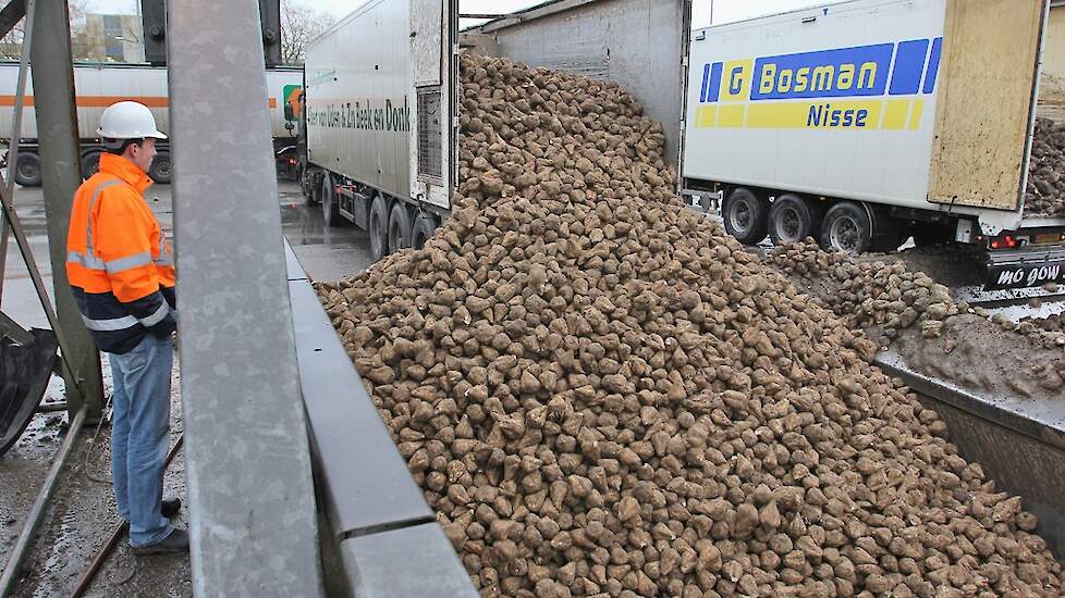 vrachtwagens lossen bieten bij Cosun Beet Company