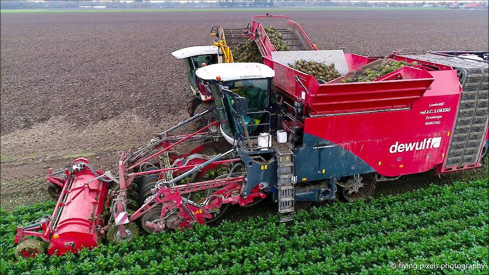 Knolselderij rooien | Celeriac harvest | Knollensellerie ernten | Dewulf | Agrifac | Oogst 2020