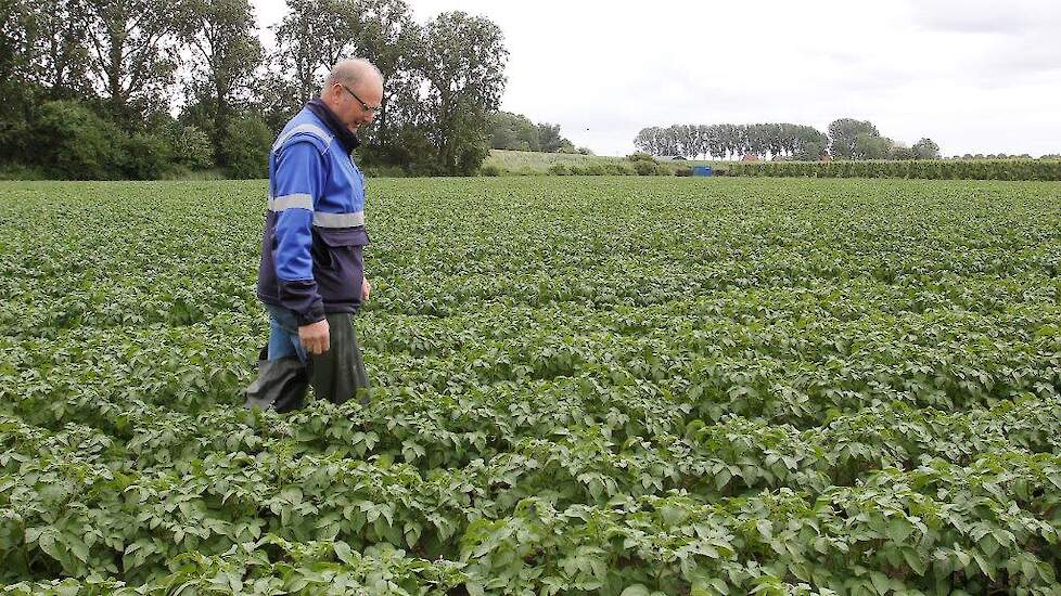 Veldkeuring NAK in perceel pootaardappelen