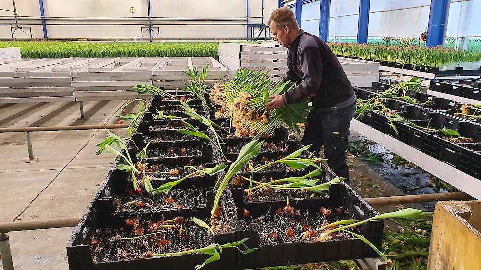 Tulpen weggooien vanwege coronacrisis