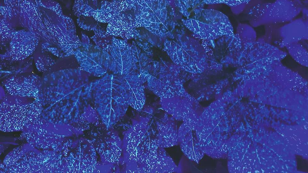 De werking van loofdodingsmiddelen, bekeken met blacklight.