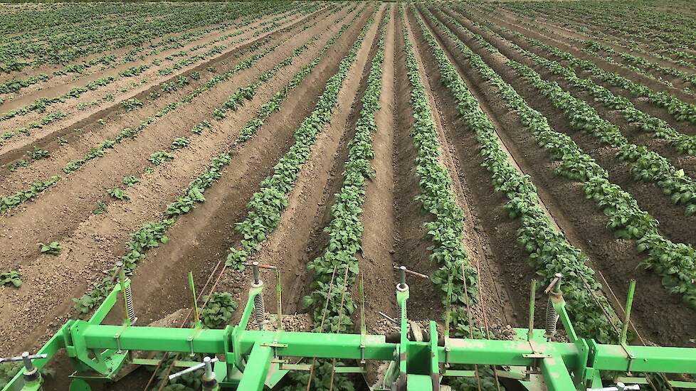 Hoeing weeds into potatoes