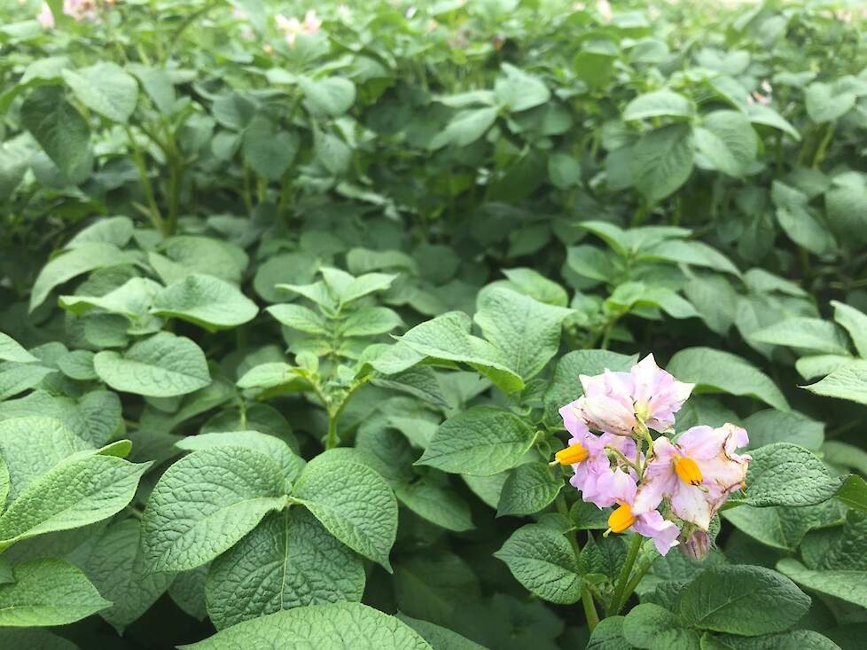 Bloeiende aardappelen