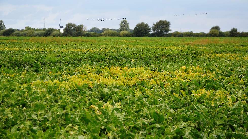 Vergelingsziekte in bieten