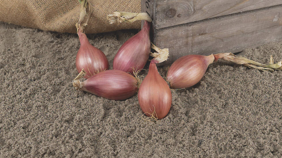 Met de Innovator brengt Bejo/De Groot en Slot de eerste valse meeldauwresistente zaaisjalot op de markt.