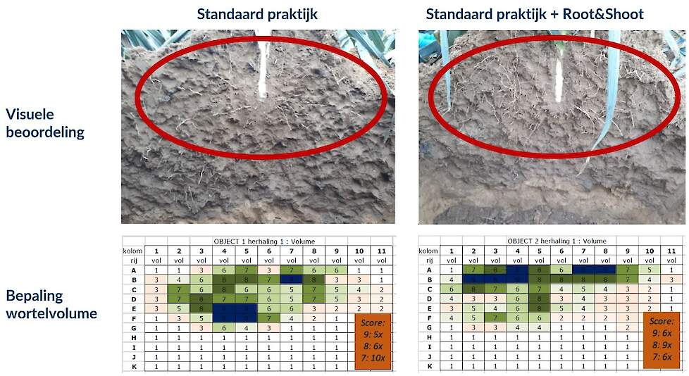 Figuur 1: Wortelbeoordeling op prei-planten (onderzoek in opdracht van Soiltech uitgevoerd door Proefcentrum voor de Groenteteelt, Kruishoutem – België)