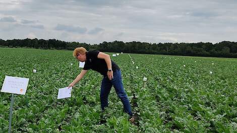 Beoordeling object in proef door Marcel van Doorne