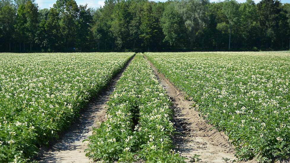 área plantada de batata-semente