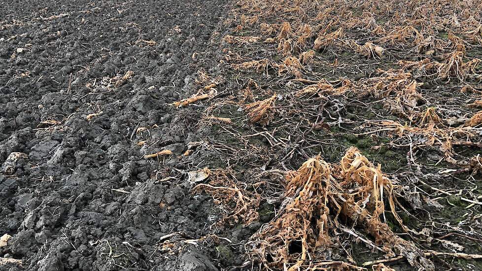 Links is de TerraLife® Betamaxx TR bewerkt met de schijveneg. Rechts is onbewerkte Betamaxx TR.