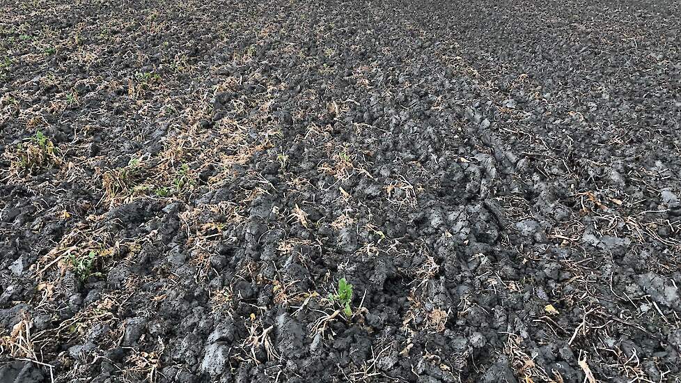 Links ligt de groenbemester TerraLife® BetaSola en Rechts ligt TerraLife® Betamaxx. Betamaxx is duidelijk vorstgevoeliger.