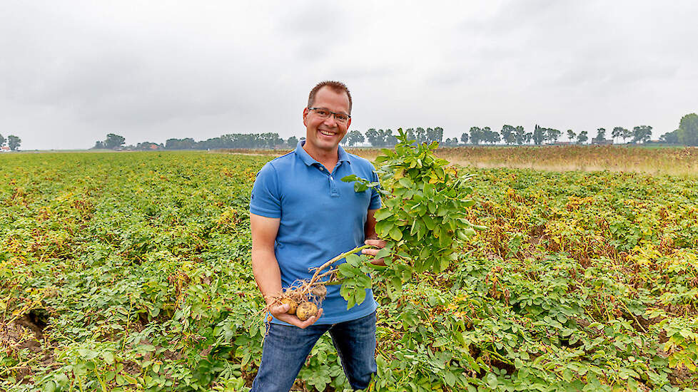 seed potatoes
