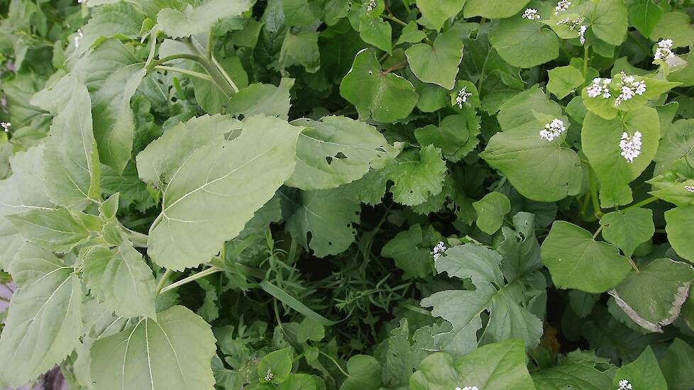 cultivation of seed potatoes together
