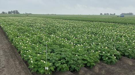 Bladmeststof Optima Sugar+ van Soiltech getest in pootaardappel bij SPNA