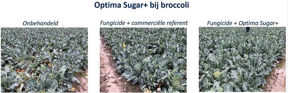 Figuur 3: Visuele resultaten Vertify-proef 2020 met Optima Sugar+ in broccoli.