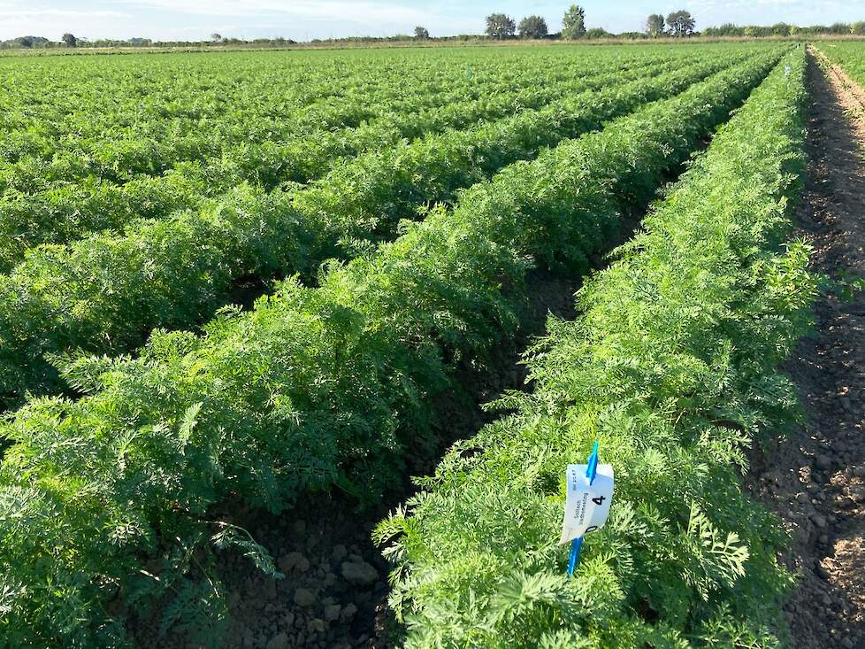 Figuur 6: Foto wortelproef met Optima Sugar+ uitgevoerd door proefboerderij ‘De Rusthoeve’.