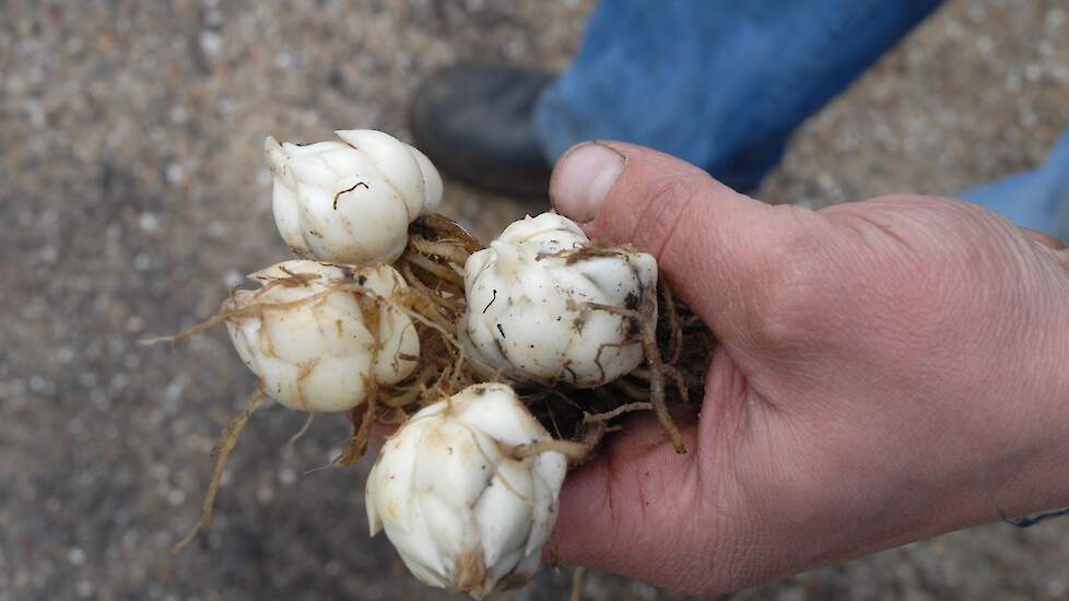 Leliebollen.