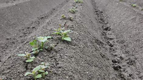 Eindelijk groeizaam weer op komst, ook voor het onkruid - Akkerwijzer