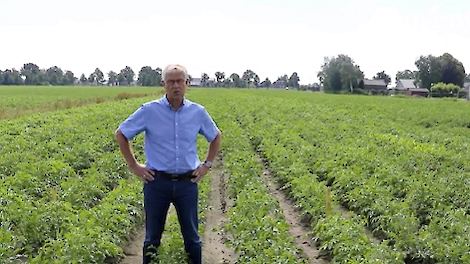 aanoak onkruiden in zetmeelaardappelen