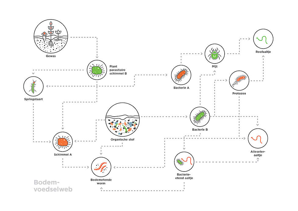 Figuur 1: Het bodemvoedselweb: een goede balans tussen de verschillende soorten bodemleven is belangrijk voor een gezonde bodem