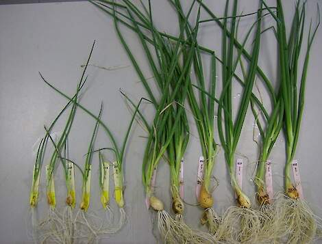 Figuur 4: Plantontwikkeling met en zonder micorrhiza’s