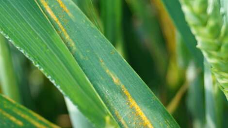 Graanziektebarometer: Ook gele roest in noordelijke wintertarwe - Akkerwijzer
