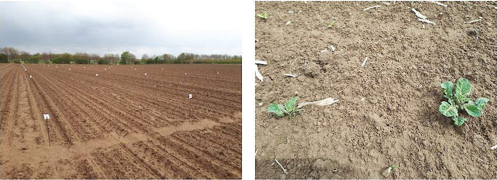 Foto links: UPL bietenherbicideproef in Wanssum. Op 4 mei zijn de bieten net gekiemd. Eerste LDS is uitgevoerd op donderdag 6 mei. Foto rechts: aardappelopslag in een perceel bieten op 6 mei.