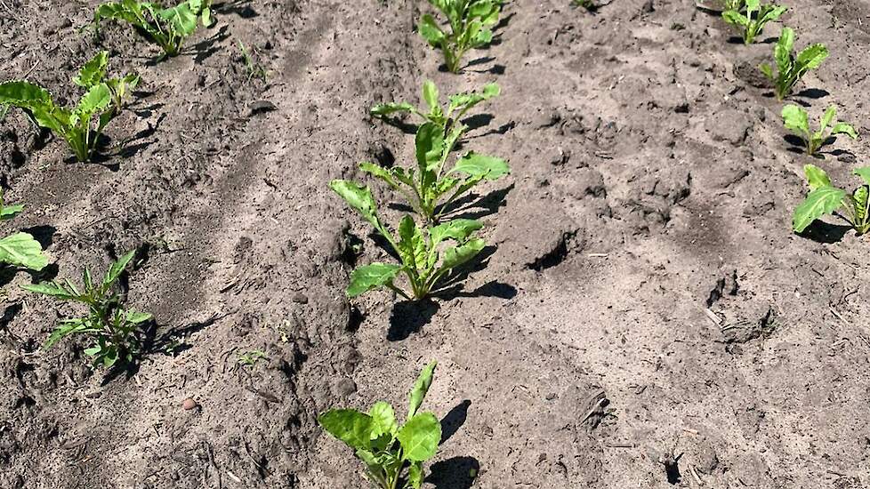 14 juni: De traditioneel gezaaide bieten staan er schoon bij. Ze zijn even groot als de 'groenbemesterbieten', die eerder gezaaid zijn. Die hebben door kou in het begin geen voorsprong gekregen. Andersom kan Baas niet zeggen dat de traditionele bieten nu