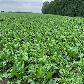 21 juli: De gangbaar gezaaide bieten staan dicht. Het gewas is volgens Baas goed van kleur en gezond.