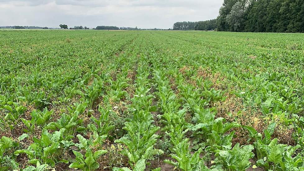 21 juli: De bieten die gezaaid zijn tussen de groenbemester hebben duidelijk een achterstand. Het gewas is nog niet dicht. Er is vocht voldoende, daar kan het niet aan liggen, denkt Baas. „Ik denk, zoals eerder gezegd, meer en meer aan de wikken. Die hebb