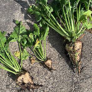 1 oktober: De bieten in de groenbemester (links) zijn aangetast door aaltjes. Vooral de bieten op de hoger gelegen zandkoppen moeten het ontgelden. Baas vraagt zich af of de aaltjesaantasting toeval is, of dat er een verband is met bijvoorbeeld de ondiepe