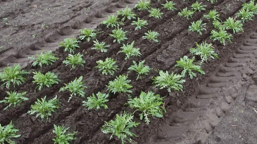 Mechanisch onkruid gewied in rucola