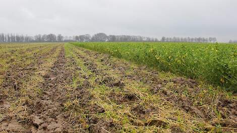 'Hulp boeren nodig in strijd tegen overlast van hazen' - Akkerwijzer