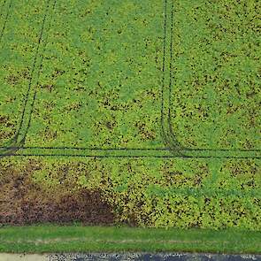 Een aantasting door bonenspintmijt vanuit de lucht gezien. Het begint vrijwel altijd vanuit de perceelsrand.