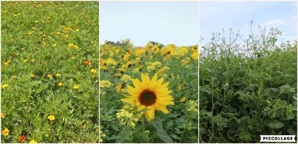 van links naar rechts tagetes, LG Orgamax en Doublet PLUS