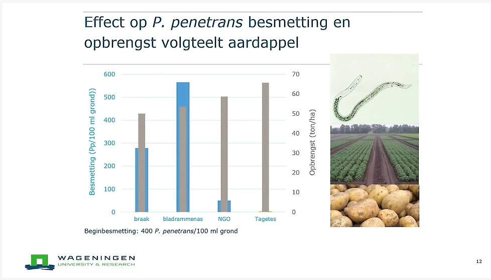 Opbrengstverhoging na tagetesteelt